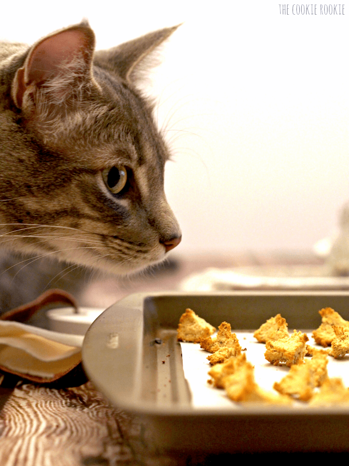 Homemade cat treats for picky cats hotsell