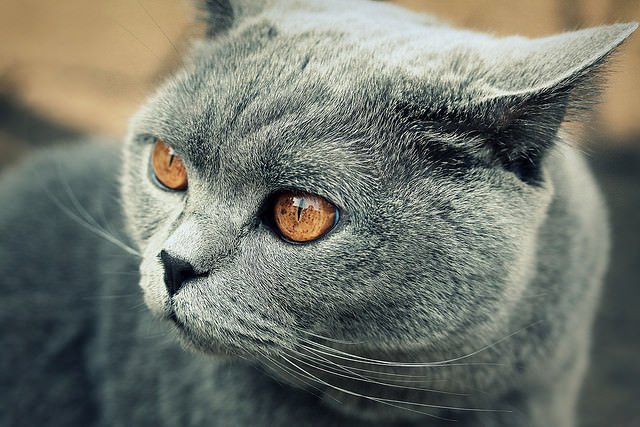5 Things Didn't About The British Shorthair