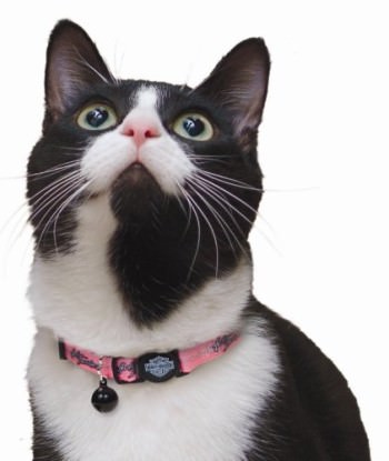 cat breakaway collars