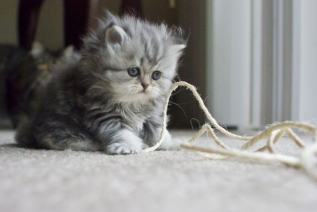 Playing with your kitten and developing a strong bond can help curb suckling. Image source: @BelalKhan via Flickr 