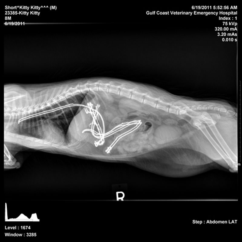 My Cat Ate What?! 5 Insane X-Rays - iHeartCats.com