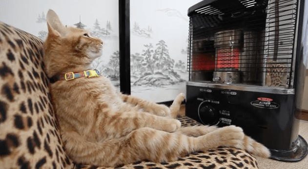 This Cat Relaxing In Front Of A Space Heater Is The Best