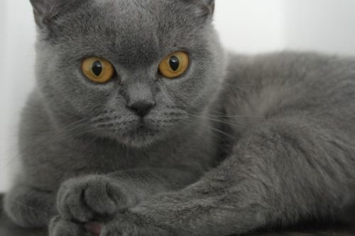 5 Things You Didn’t Know About The British Shorthair