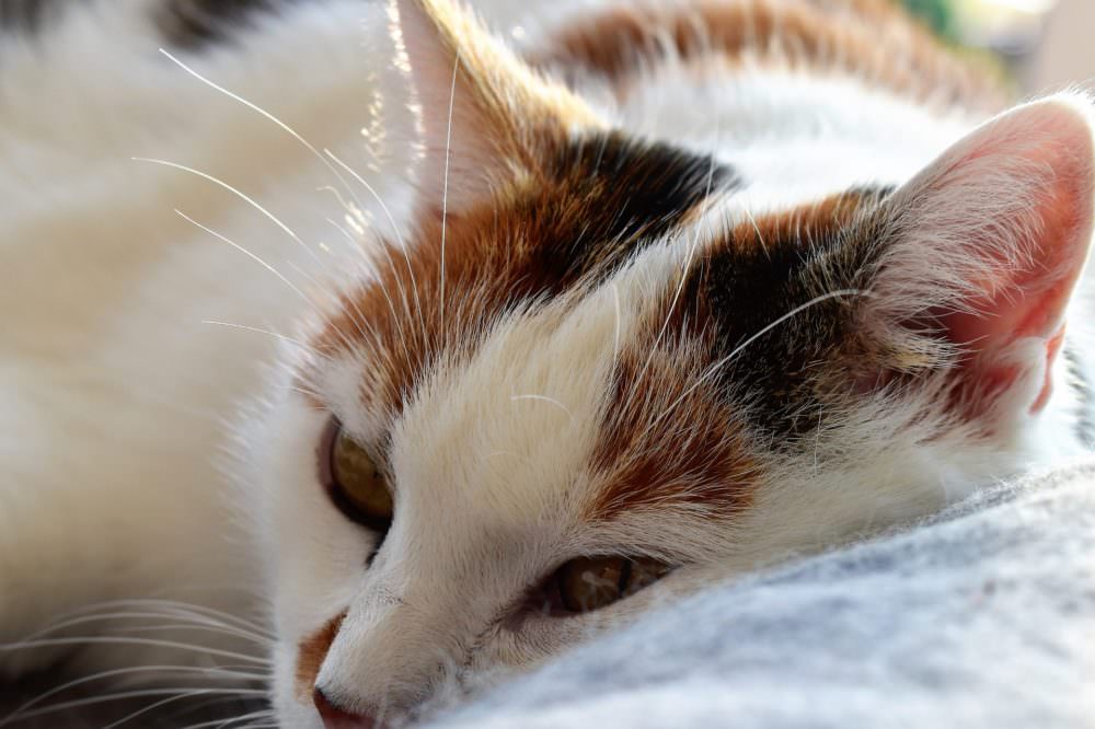 5 Reasons Why Your Cat May Be Coughing