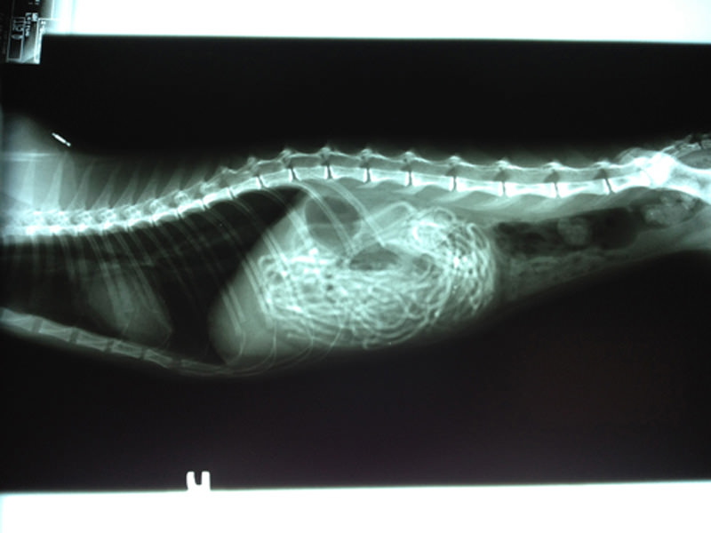 Что делать если съел пакет. Инородное тело у кошки рентген. Дождик в кишечнике кота рентген.
