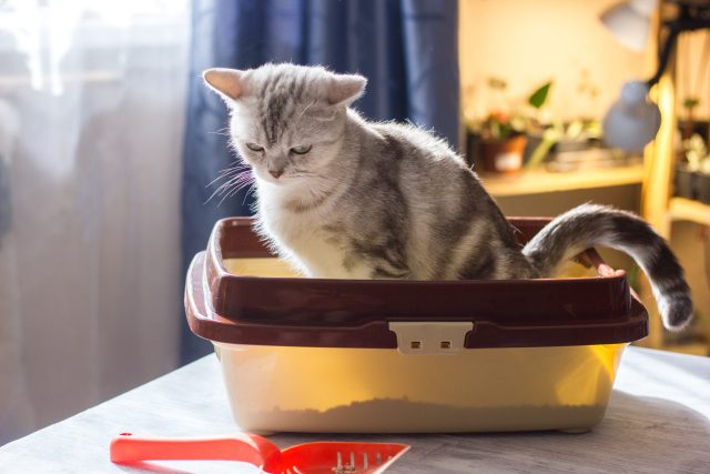 cat pee outside litter box