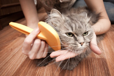 10 Essential Items You Need Before Bringing Home A Cat