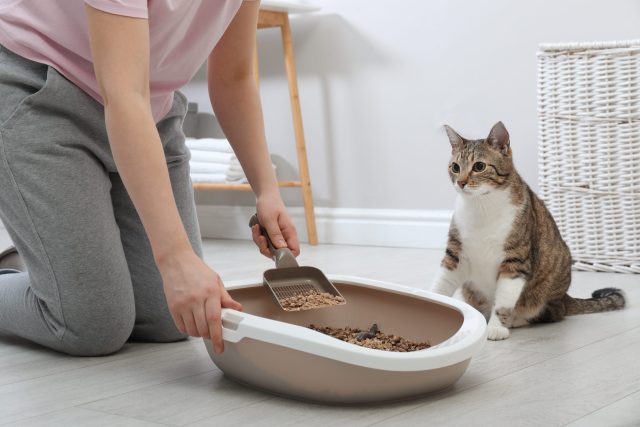 natural ways to clean litter box