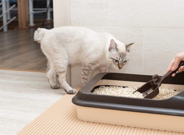 cat peeing outside the litterbox