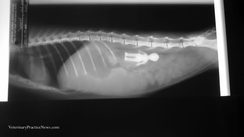 xraykittenalien(1)