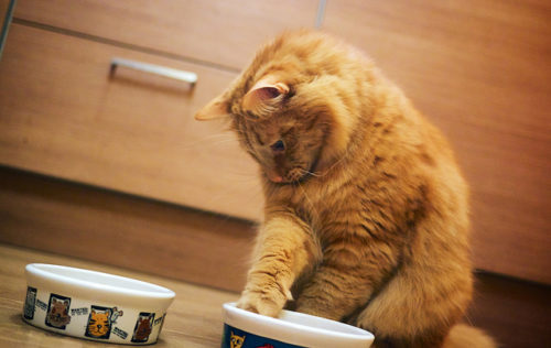 Is Your Cat Picky About Food? Try This Healthy Trick!