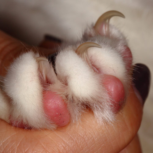 15 Tips That Make Trimming Your Cats Nails Easier