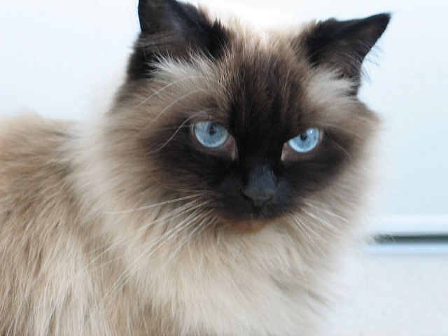 Himalayan cat blue store eyes