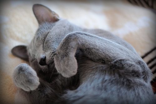 5 Ways Your Cat Proves Their Love To You | iHeartCats.com