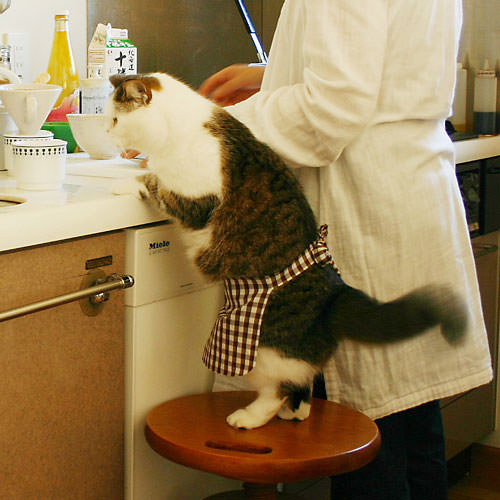 chefcat