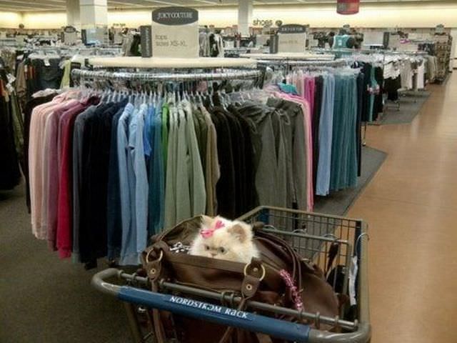 mysteryshoppingcat