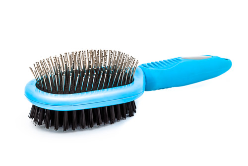 Bristle best sale brush cat