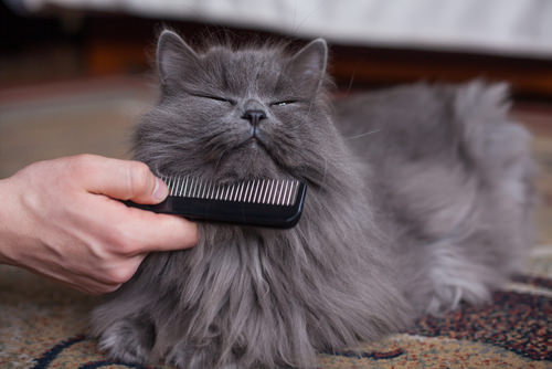 best cat comb
