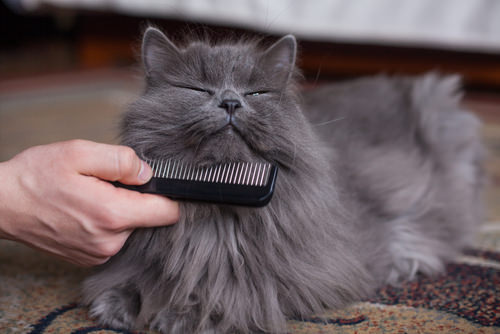 best comb for long haired cats