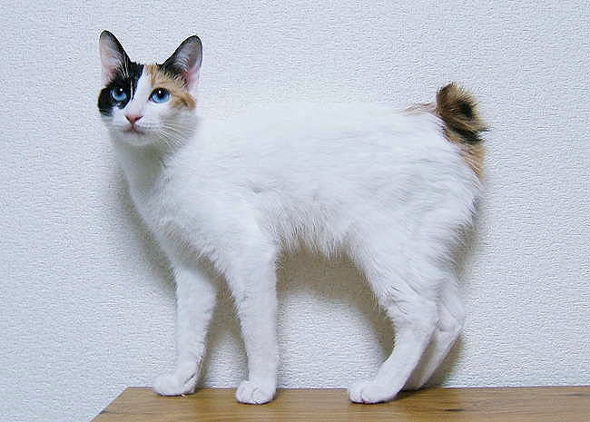 JapaneseBobtailBlueEyedMi-ke