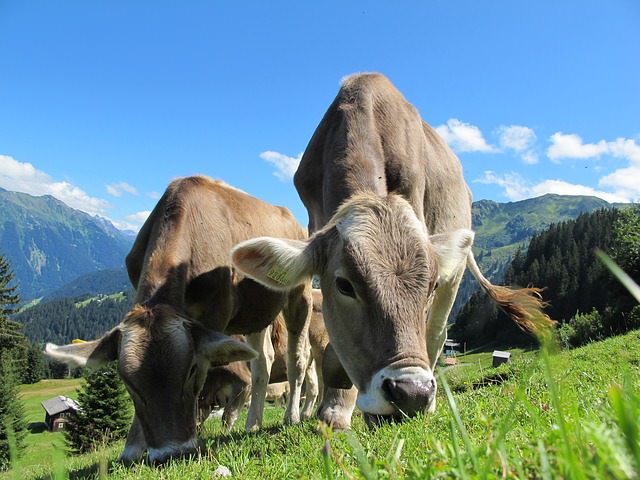 cows-cow-203460_640