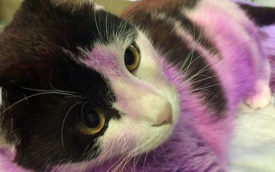 A Purple  Cat  This Rescue Cat  Is Like Nothing You ve Ever 