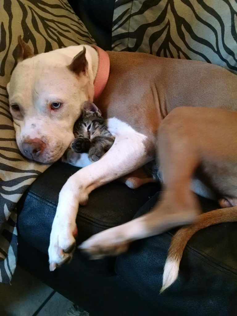 kittenpitbull