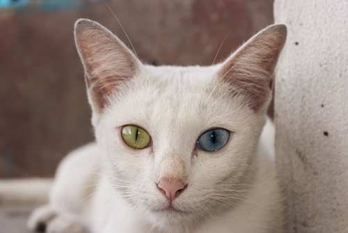 7 Cat Breeds From Thailand | iHeartCats.com