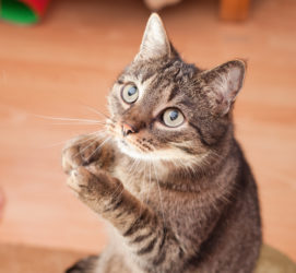 10 Tricks You Can Teach Your Cat