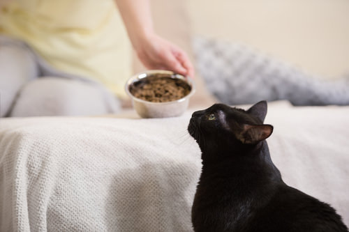 10 Ingredients You DO Want To See In Your Cat s Food