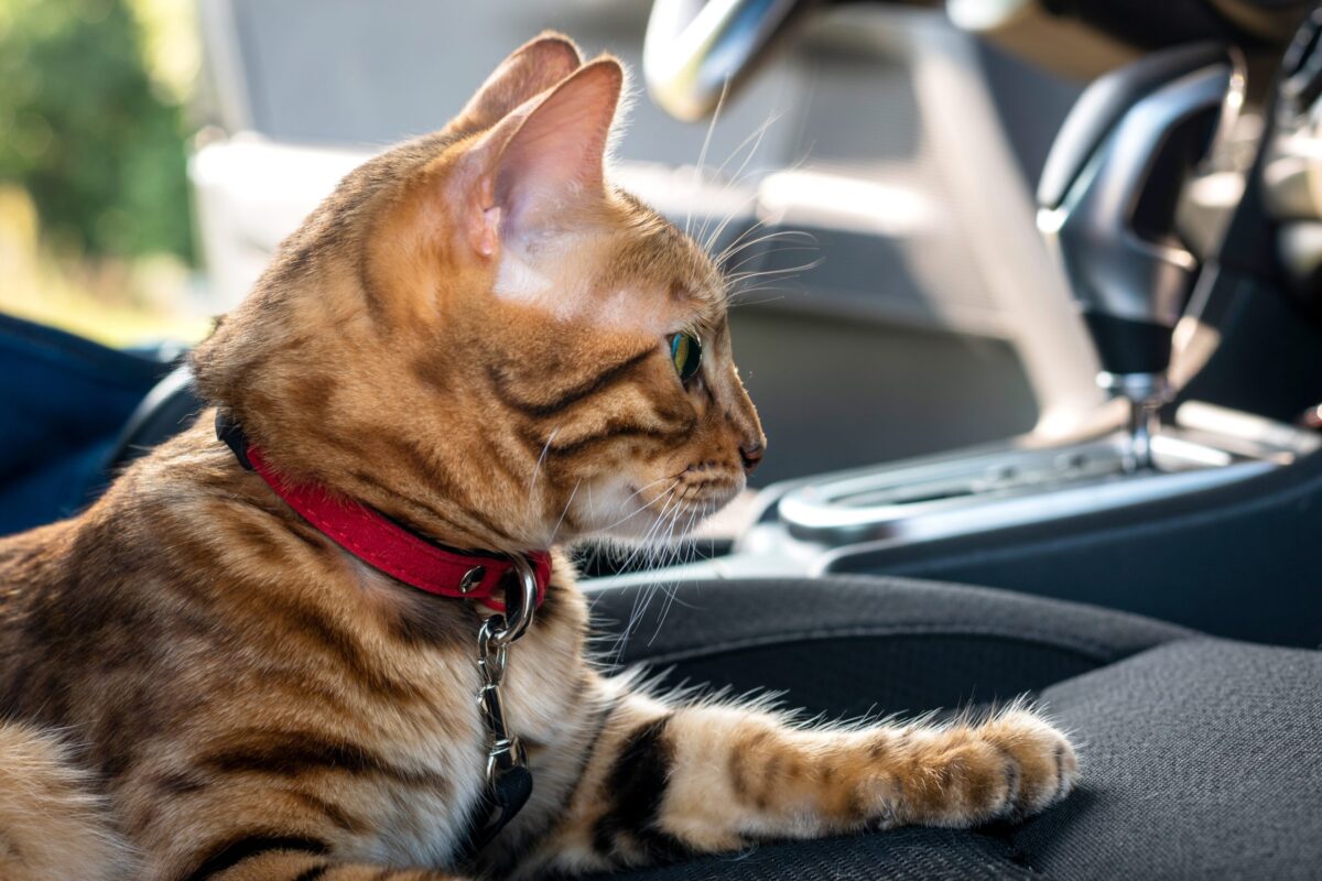 A Bengal Cat leaping toward a feather toy with an alert, energetic expression.
