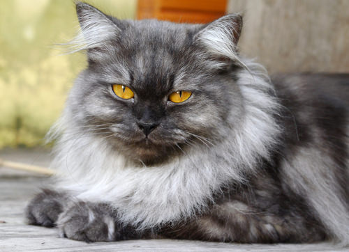 5 Cat Breeds From Asia & Africa - iHeartCats.com