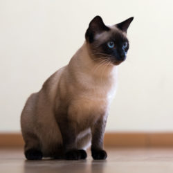 7 Cat Breeds From Thailand