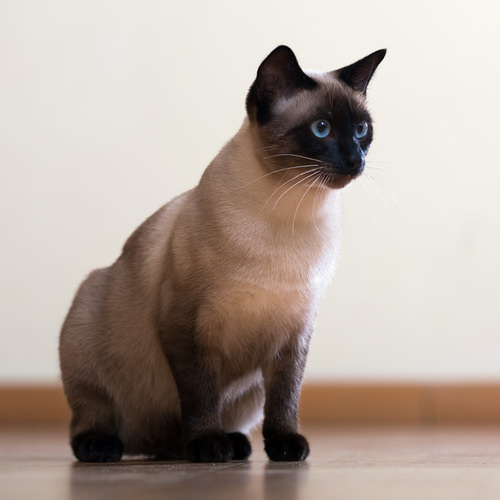 7 Cat Breeds From Thailand | iHeartCats.com