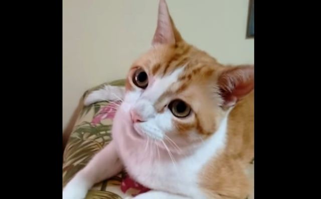 This Cat’s Reaction To His Favorite Song Is Hysterical!