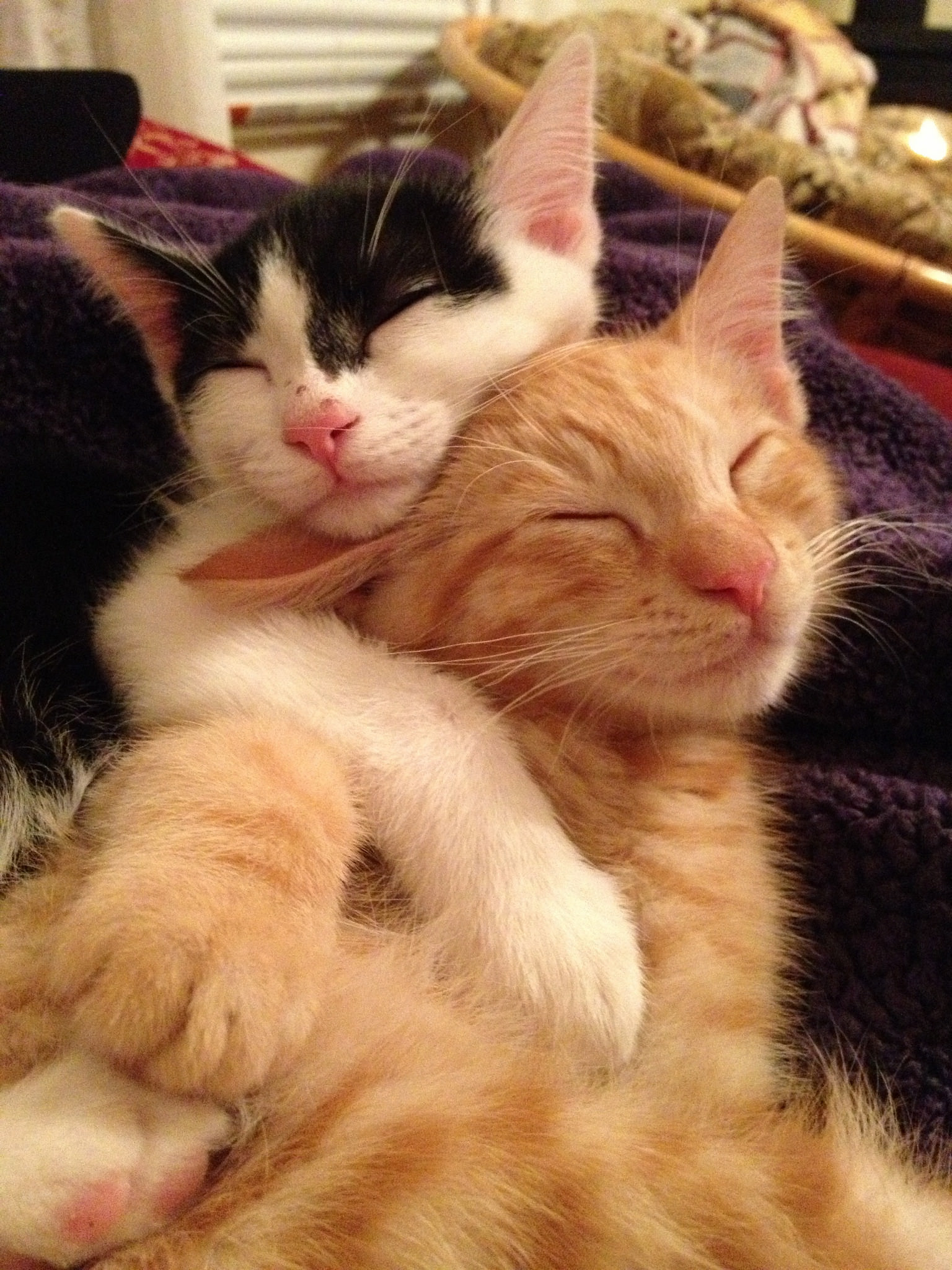 18 Hugging Cats Is The Cutest Thing You Will See All Day