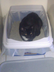 cat stands in litter box and pees out