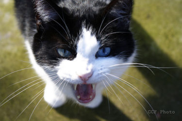 9 Reasons Your Cat Keeps Meowing At You
