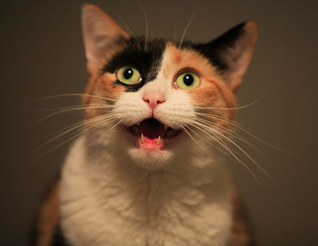 9 Reasons Your Cat Keeps Meowing At You