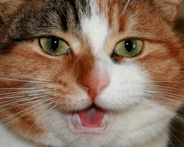 9 Reasons Your Cat Keeps Meowing At You