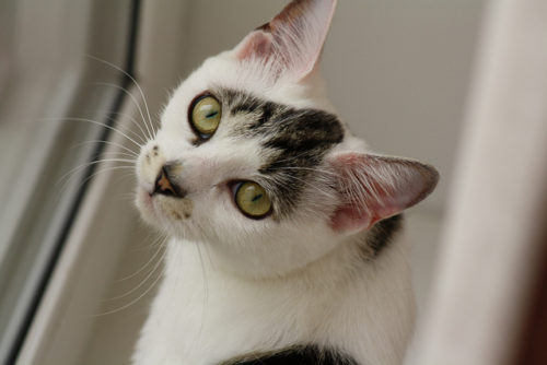 9 Reasons Your Cat Keeps Meowing At You