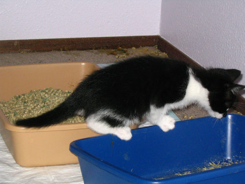 9 Tips To Stop Your Cat From Peeing Outside The Litter Box