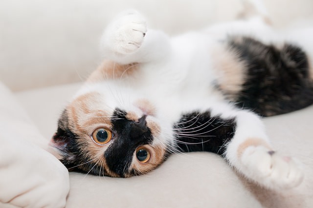 7 Reasons Your Cat May Be Meowing Constantly - Petful