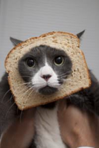 15 Hilarious In-Bread Cats