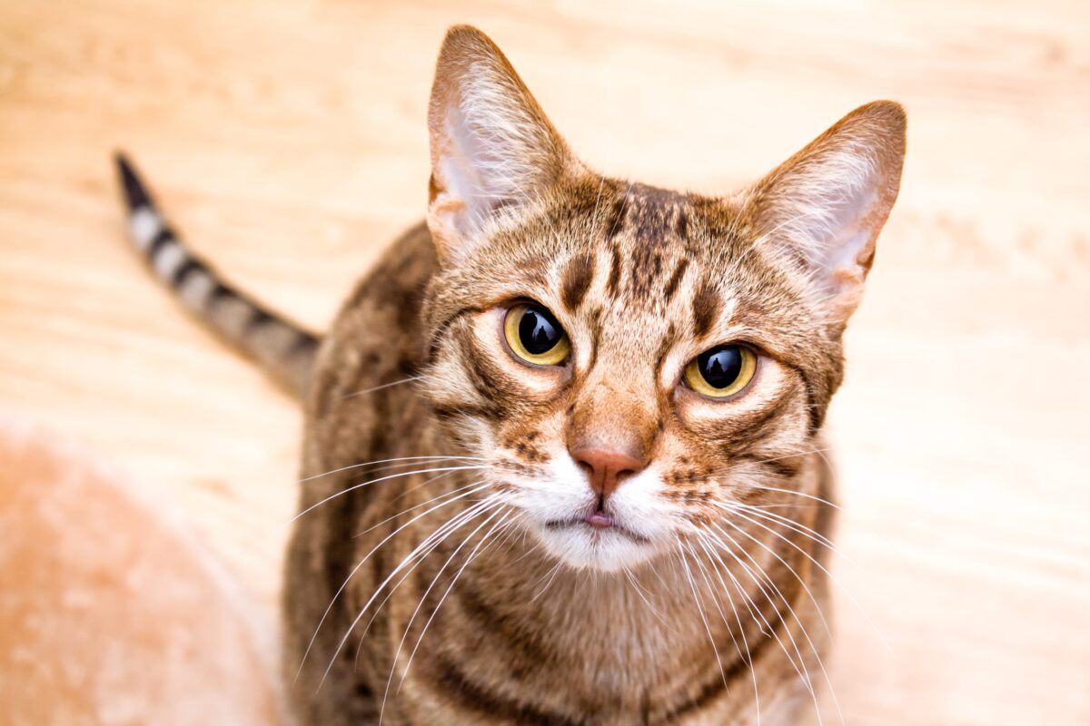 An athletic Ocicat exploring confidently with a spotted coat and an alert, curious expression.