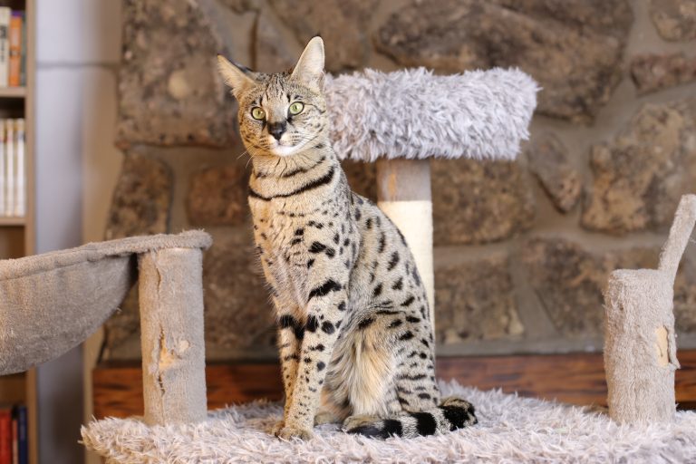 12 Cat Breeds For The Active Owner