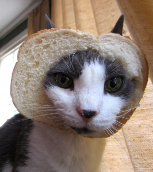 bread cat plush