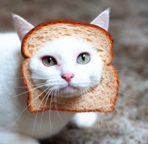 in bread cat shirt