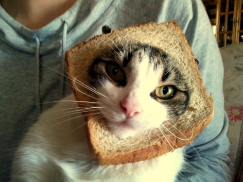 15 Hilarious In-Bread Cats