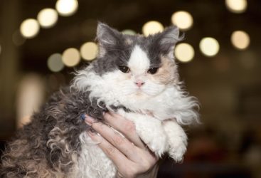 5 Things You Didn't Know About The Selkirk Rex